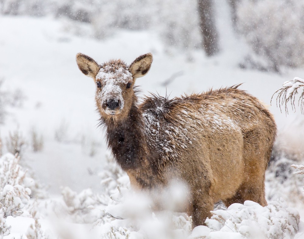 Female Elk in Snow Photograph 11×14 Print 11″x14″