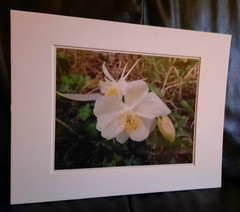 Matted Photograph: Columbine