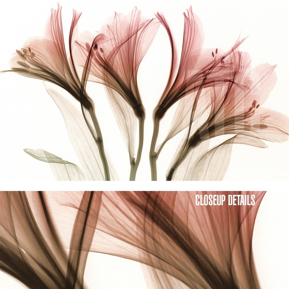 48W»x30H» ALSTROMERIA by STEVEN MEYERS – X-RAY FLORAL FLOWERS SEE THROUGH CANVAS