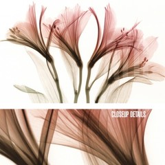 48W»x30H» ALSTROMERIA by STEVEN MEYERS – X-RAY FLORAL FLOWERS SEE THROUGH CANVAS