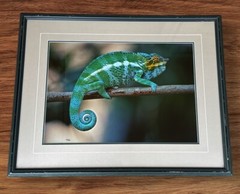 Thomas D Mangelsen Signed/Numbered 114/1200 Nature Photo Chameleon Lizard 14×20”