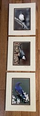 Greg Ledermann Originals Bird Photographs On Canvas Matted Numbered USA