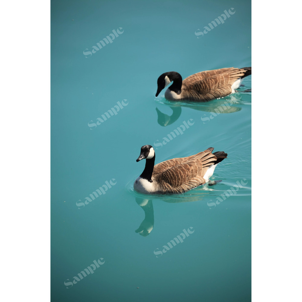 Peaceful Canada Geese on Turquoise Water – Nature Wildlife Wallpaper HD Download