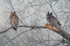 Tom Adams Photography Great Horned Owls Pair Oregon Matted Photo Art 11X14