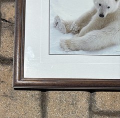 Thomas Mangelsen, Snowflake–Polar Bear Cub, Signed, Numbered Out of Print