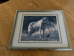 Framed Wolf Photo Print James T Jones Glass and Triple Matting 12” x 15”