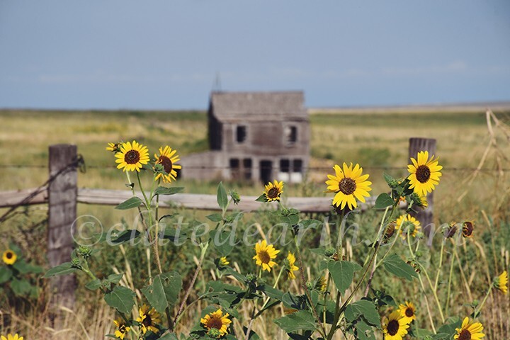 Fine Art Photography Abandoned Colorado Log Cabin in Field of Sunflowers