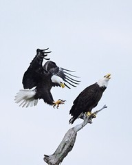 Color print of an eagle approaching another eagle (13×19)