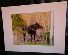 Matted Photograph: Mindful Moose