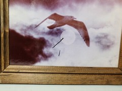 Vintage Clyde Butcher Original Photograph Art Framed Bird & Moon Photography