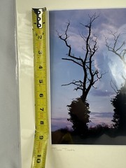 Patricia McGrady Photography – “Two Trees” – Gorgeous Art