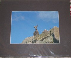 PHOTO ART MOUNTAIN GOAT MT EVANS CO 5X7 MATTED TO 8X10 SIGNED #’D 7/75
