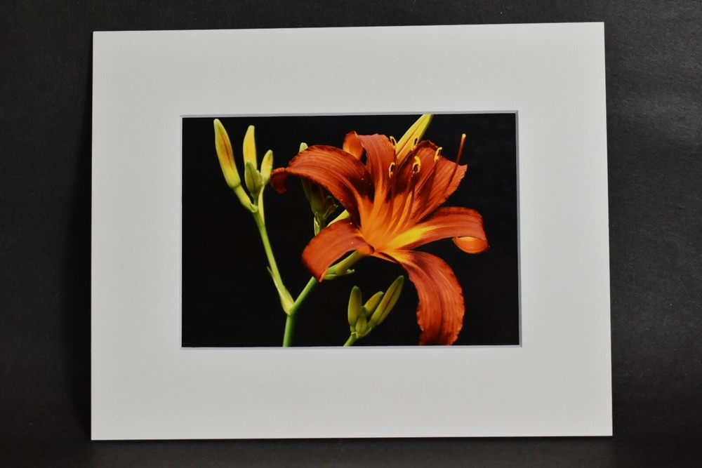 Photograph of Reddish Orange Daylily. 4×6 Glossy Photo in 8×10 Matte