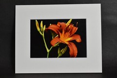 Photograph of Reddish Orange Daylily. 4×6 Glossy Photo in 8×10 Matte