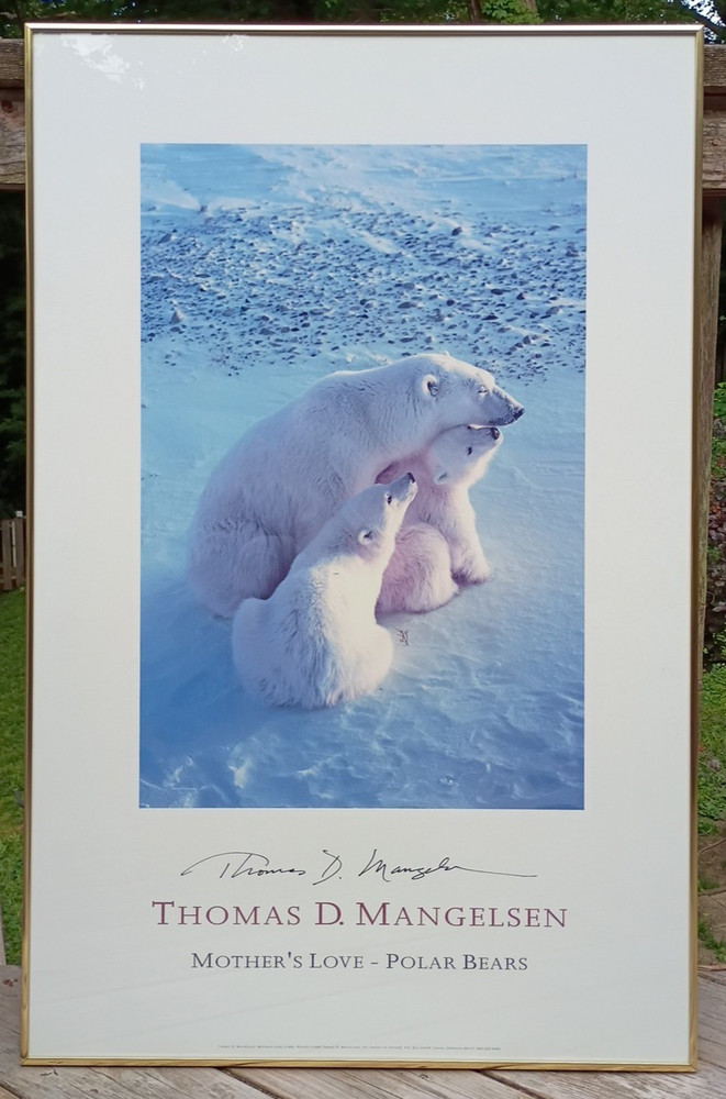 THOMAS MANGELSEN MOTHER’S LOVE – POLAR BEAR Mom & 2 CUBS LARGE Poster 24″ x 37″