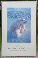 THOMAS MANGELSEN MOTHER’S LOVE – POLAR BEAR Mom & 2 CUBS LARGE Poster 24″ x 37″