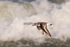 Sanderling Photo, Pick One Image – Various Sizes