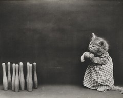 cat kitten kitty art print Harry Whittier Frees 8×10 vintage photo picture #19
