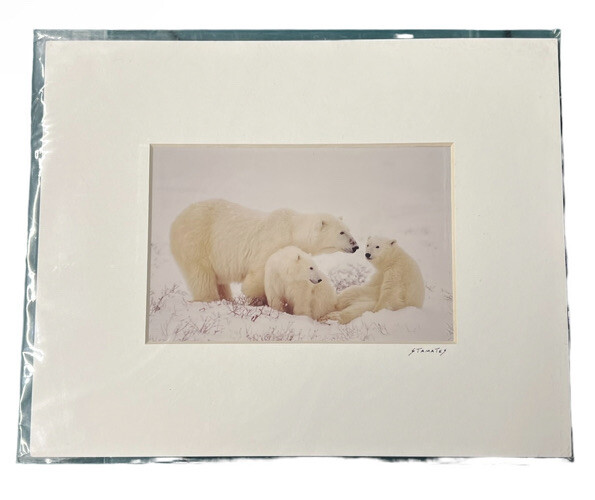 JIM STAMATES COLLECTION WILDLIFE POLAR BEAR MOTHER WITH 2 CUBS PHOTO MATTED