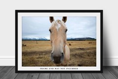 Horse Photography Print: Wyoming Equine Funny Humor Western Animal Photo