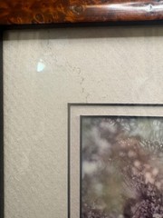 Harry Bowden Signed & Numbered 3/750 Photograph «A Face in the Foliage» Cougar