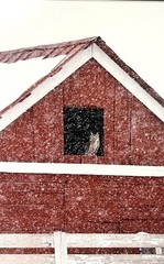 Thomas D. Mangelsen “Shelter from the Storm” Signed #209/2500 Framed Owl Barn
