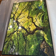 Peter Lik Small Tree Photo Print 24×16 Signed Unframed