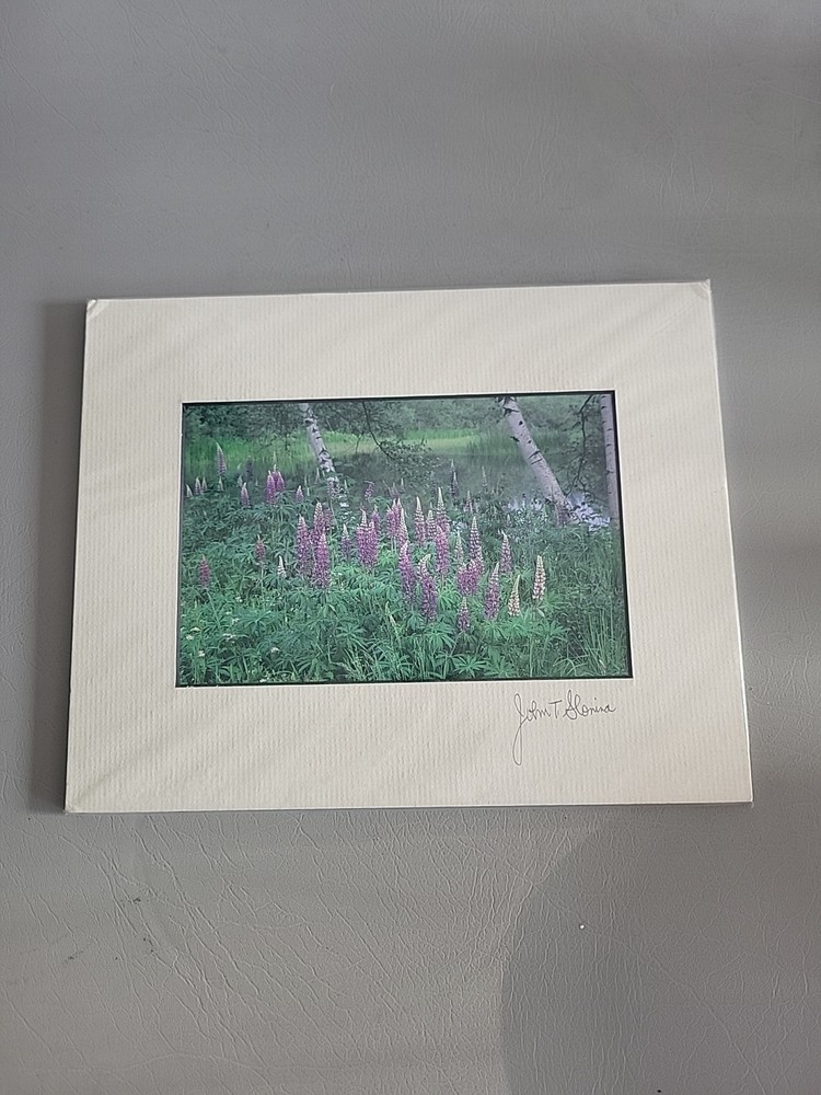 Photography Print By John T Slonina Matted 8×10 Lupine Flowers And Birch Trees