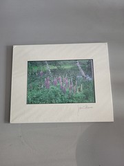 Photography Print By John T Slonina Matted 8×10 Lupine Flowers And Birch Trees