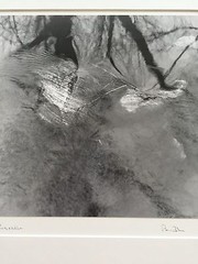 BRUCE BLUM Matted & SIGNED B&W Photo Print (10″X10″)- National Zoo»
