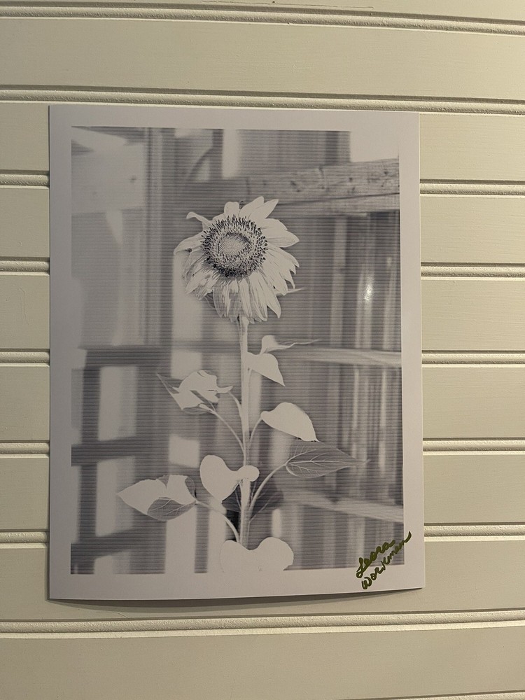 Sunflower #7 – landscape photograph 8.5×11