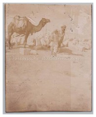 Helwan / Egypt 1902 – Quarry Cargo Camels with Stones – Old Photo 1900s