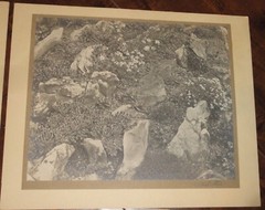 6 Vintage Signed Matted Sepia Photographs ~ Montclair NJ Botanical Gardens