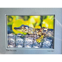 Lance Cooper «Gator Hatchling» Framed Wildlife Photo Print Signed 11″ x 8.5″