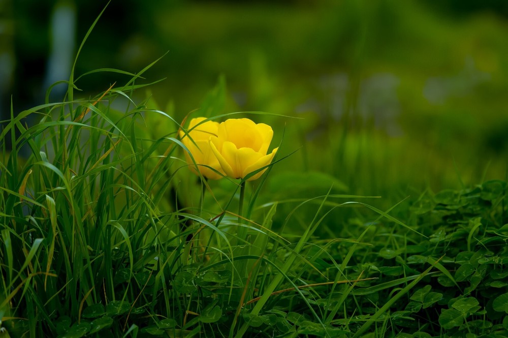 Digital Image Wallpaper Picture Background Desktop Print Art Paint Photos Flower