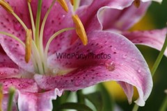 Flowers Photo, Pick One Image – Various Sizes
