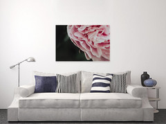 Pink Rose with Dew Drops Wall Art Print Various Sizes Fine Art Photography