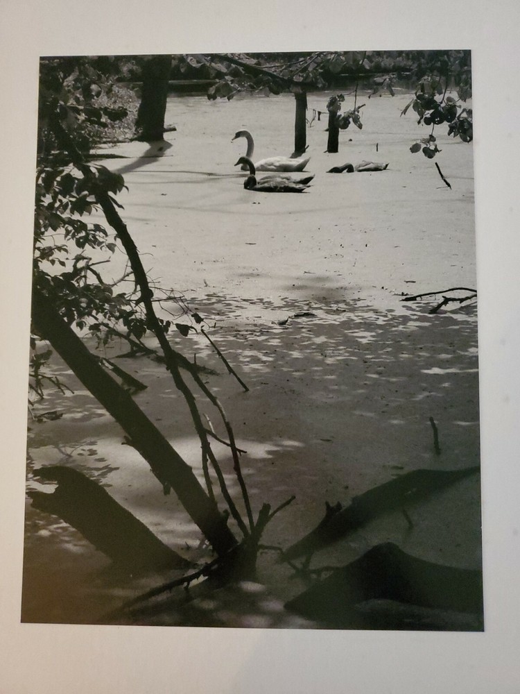 SWANS ORIGINAL SIGNED ART PHOTO B&W STETTNER VTG MATTE NJ CAMERA