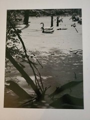 SWANS ORIGINAL SIGNED ART PHOTO B&W STETTNER VTG MATTE NJ CAMERA