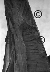 Book Plate Ansel Adams B/W 7-1/2 X 8-3/4″ Pumice slope and pine trees, AZ 1947
