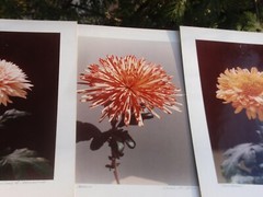 LOT OF 3 ORIGINAL COLOR PHOTOGRAPHS OF PLANTS FLOWERS 14.5 X 10.25 INCHES