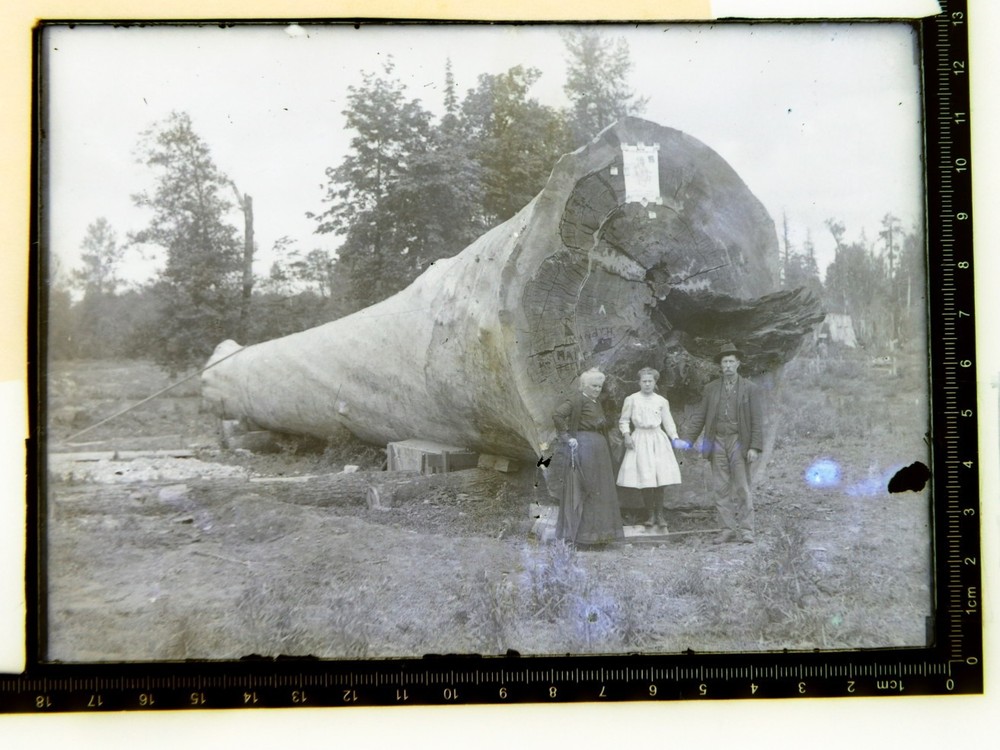 Antique Photograph Glass Negative Washington Huge Log Senator J L Wilson Poster