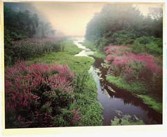 LANDSCAPE CREEK / BROOK & FLOWERS photo poster signed by photographer artist