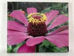 Framed ZINNIA FLOWER CANVAS PHOTOGRAPH 8 X 10 PICTURE