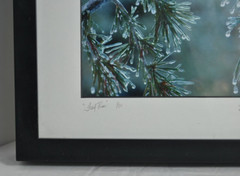 Icy Pines 1 of 50 Framed and Matted Under Glass Signed Photograph