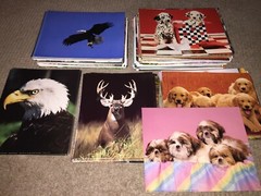 Vintage ANIMAL 8X10 PHOTO PRINT 🦅 PICK FROM LIST 🐶 eagle deer dog cat nature