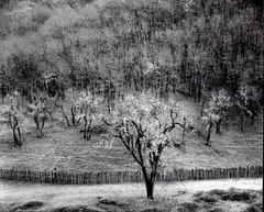 1986 1951 Ansel Adams Oak Tree Sonoma County Hills California Large Art Photo