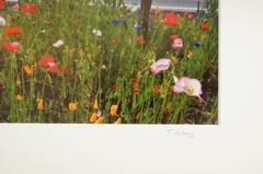 Tom Adams Photography Rural Road Mailboxes Poppies Flowers Oregon Photo Art 8×10