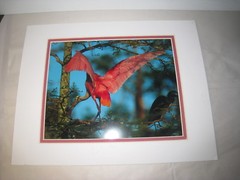 Beautiful Photograph Matted of a Roseate Spoon Bill, Louisiana, 7.5 x 10″