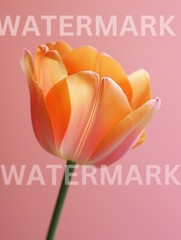 Digital Photo Image Beautiful Flower Tulip Photograph Art Wallpaper Desktop